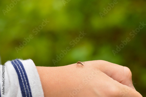 A hand from a mosquito bite. Mosquito drinks blood on the arm. photo