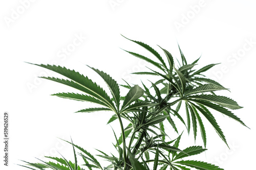 cannabis marijuana plant outdoors