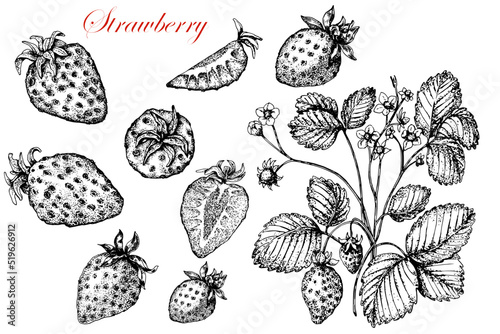 Strawberry. Berries and plant with flowers, leaves . Black and white stock illustration. Sketch. Hand drawn. Isolated. Engraving. Tattoo. Great for vegetarian food labeling, packaging and design