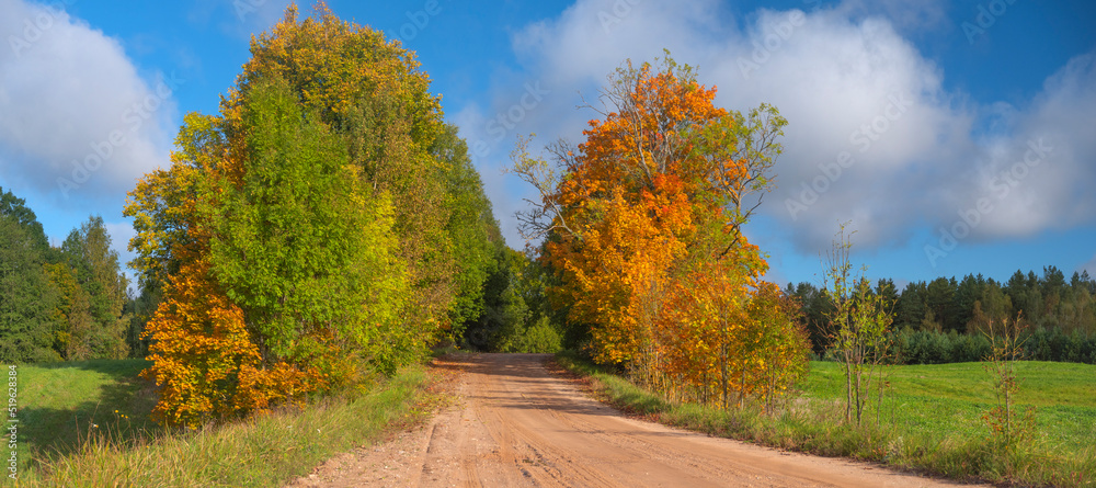 Naklejka premium road through the autumn forest.
