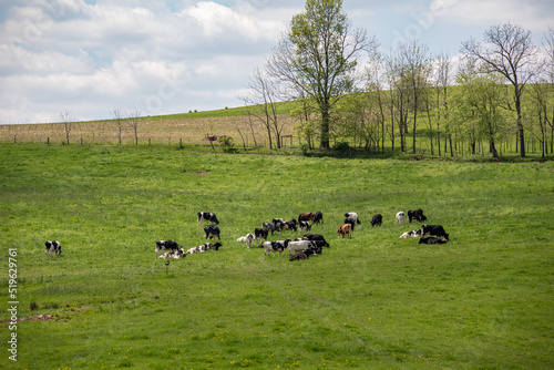 Herd of cattle grazing on the side of a hill in the farmland of Ohio's Amish country