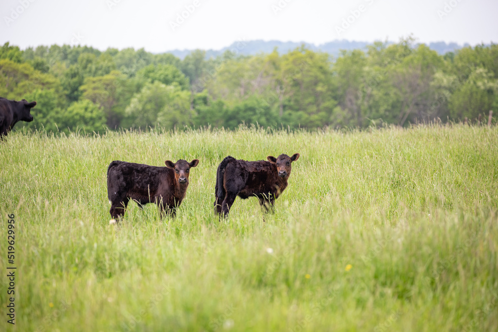 Two calves staring at the camera in an overgrown pasture