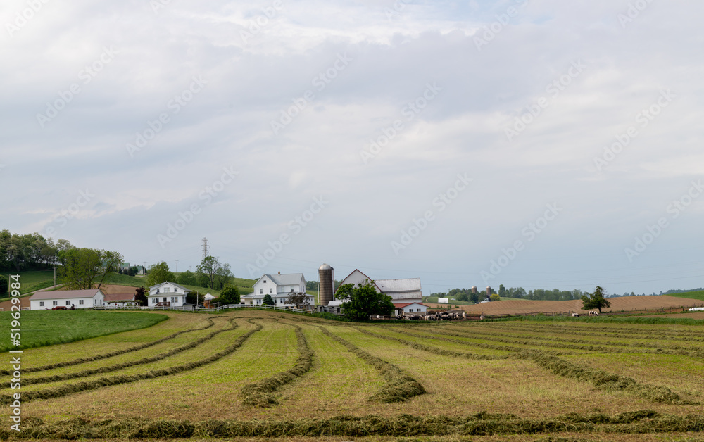 Mowed hay field on an Amish farm in Holmes County, Ohio