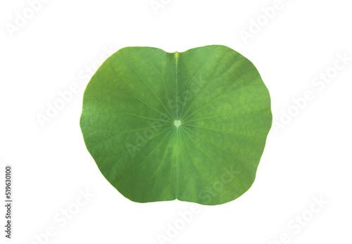 Isolated waterlily or lotus plants with clipping paths.