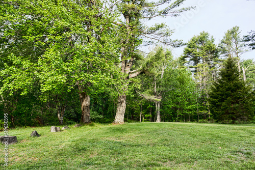 Image of a mowed rolling lawn with full trees and older tree stumps