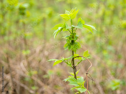 Ash-leaved maple sprout with young green leaves on a spring day. Close-up