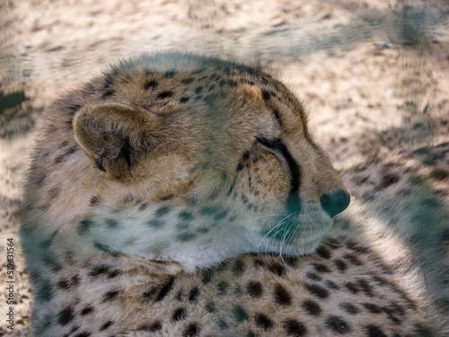 A cheetah basks in the sun in a zoo enclosure on a summer day. Close-up