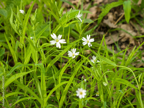 A few flowers of starflower (drunken grass) among the grass on a spring day. Close-up