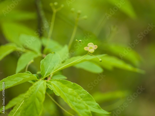 Elderberry flower among grass on a spring day. Close-up