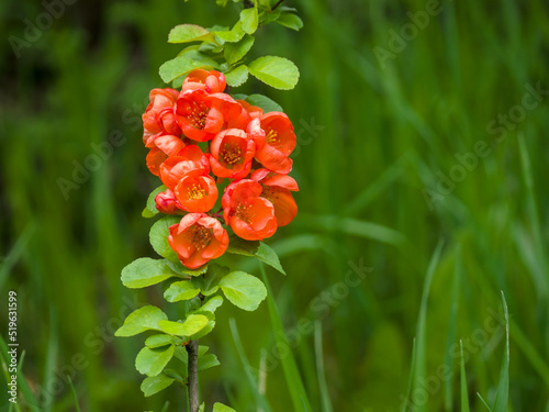 Red quince flowers on young shoots among green grass on a spring day. Close-up