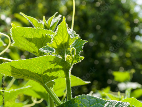 A young sprout of cucumber with leaves, curling into a spiral, on a sunny summer day. Close-up