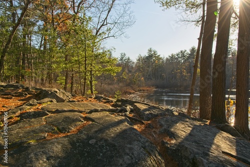 Late autumn sunshine in the woodlands of Harold Parker State forest