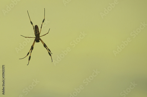 Close Up Large Brown and Black Spider Isolated on Bright Green Background - Macro Insect Photo