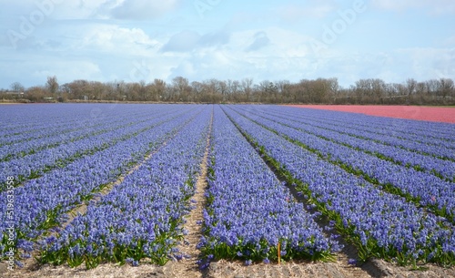 Hyacinth flower field in Julianadorp, the Netherlands. 