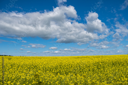 field of yellow flowers © Алексей Л