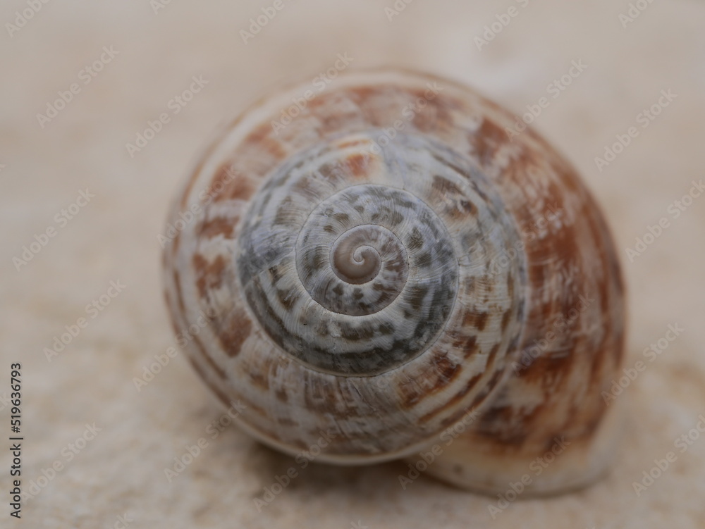 Snail shell on a smooth light stone. The golden ratio in nature. The dwelling of a gastropod mollusk. The external skeleton of gastropods.