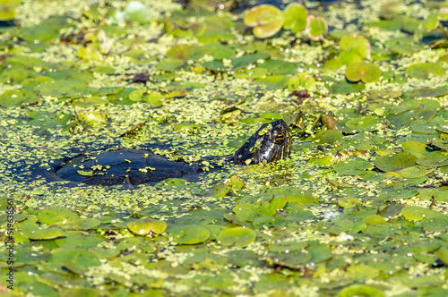 A painted turtle in a pond full of duckweed and aquatic vegetation 