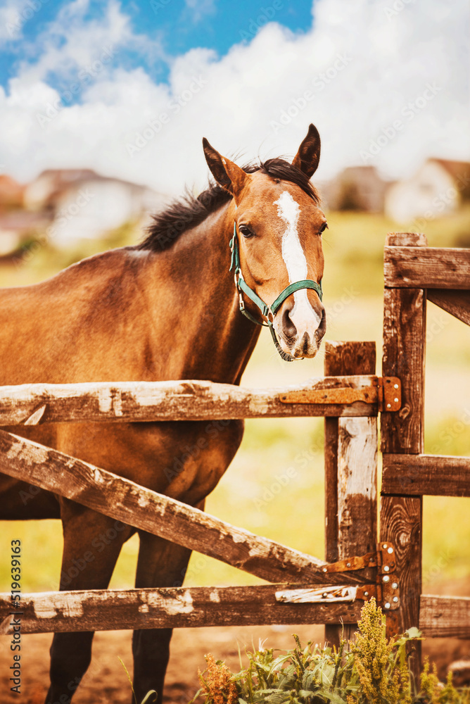 Fototapeta premium A beautiful cute bay horse stands in a paddock with a wooden fence on a summer day against a blue sky. Rural area. Agriculture and livestock. Horse care.