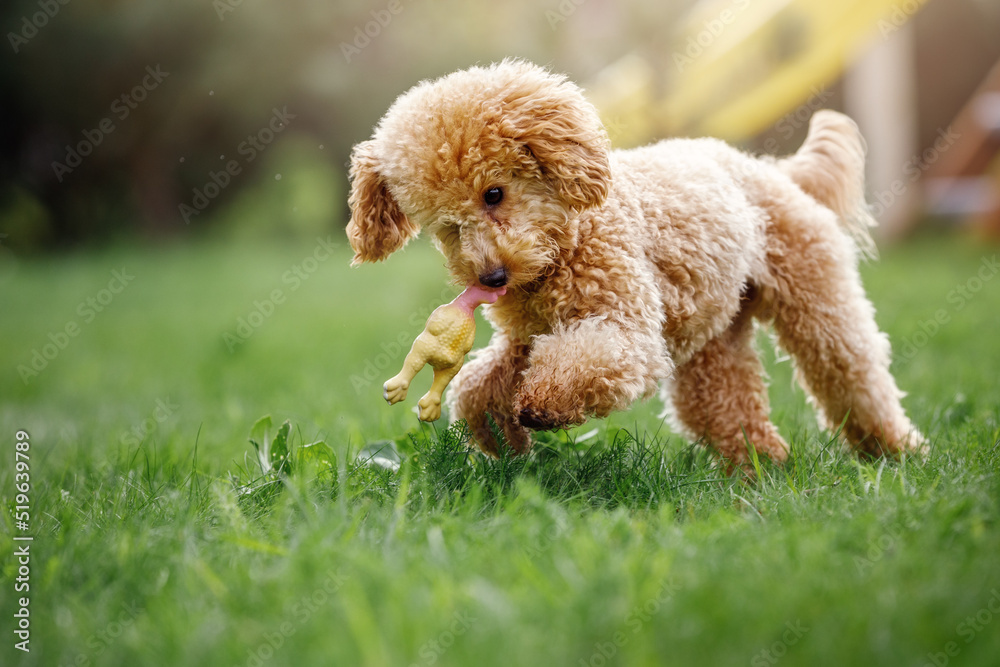 A playful, beautiful, healthy, young poodle is running around in a sunny meadow with its toy rubber chicken A playful, beautiful, healthy, young poodle is running around in a sunny meadow with its toy rubber chicken