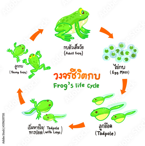 The Frog’s life cycle vector.