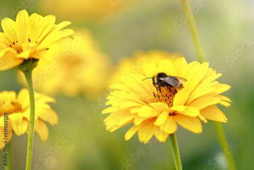 Bumblebee collecting honey on echinacea. Sunny summer background.