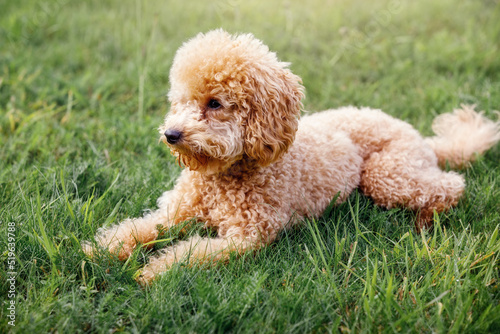 Mini Toy Poodle with Golden Brown Fur on a green grass background. © Linas T