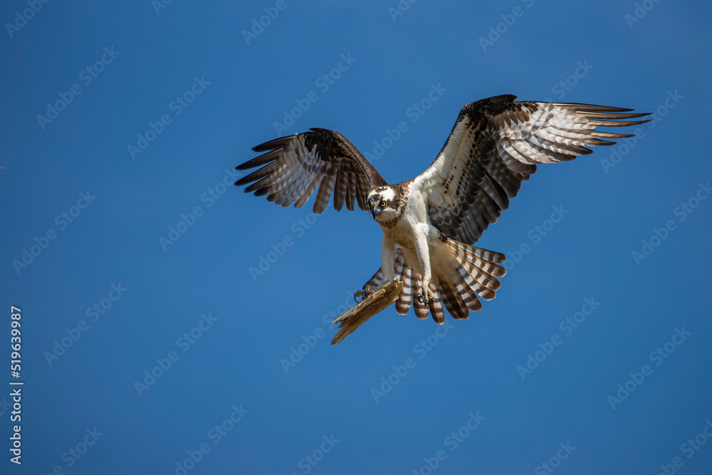 Obraz premium Osprey with a piece of wood for its nest