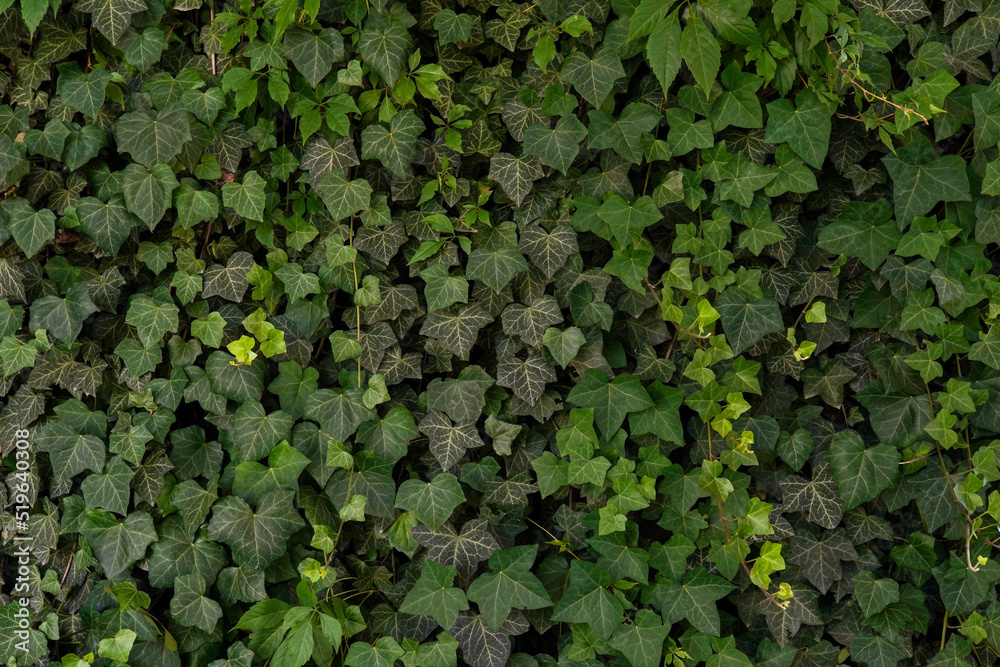 Background of green leaves natural wall Background of green leaves natural wall