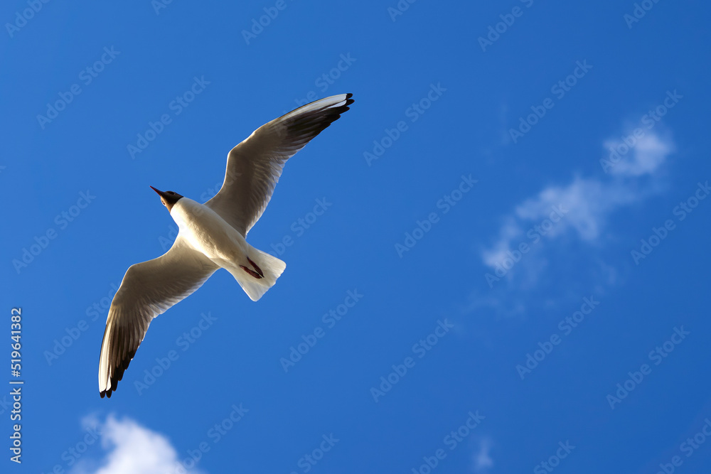 Seagull (Chroicocephalus ridibundus) with stretched wings against blue sky. Coastal animal directly from below. Seagull (Chroicocephalus ridibundus) with stretched wings against blue sky. Coastal animal directly from below.