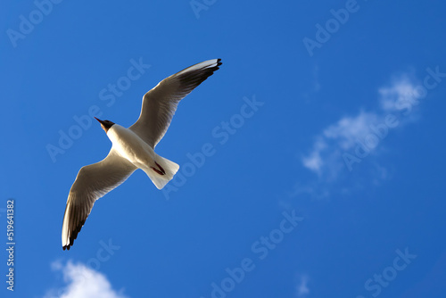 Tableau sur toile Seagull (Chroicocephalus ridibundus) with stretched wings against blue sky
