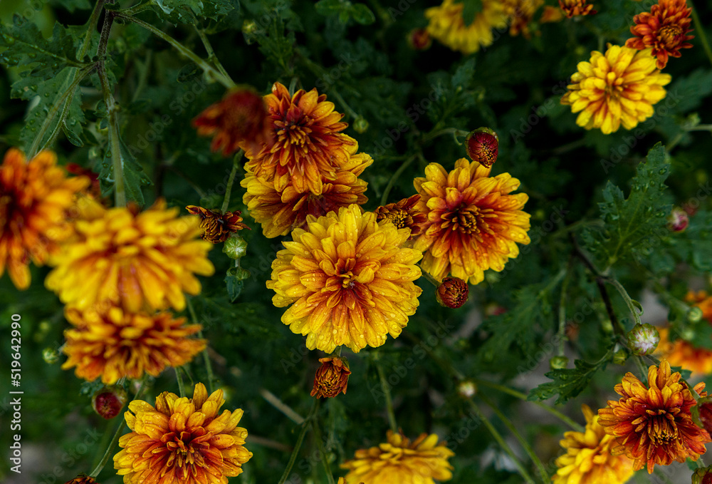 yellow and orange flowers with water drops yellow and orange flowers with water drops