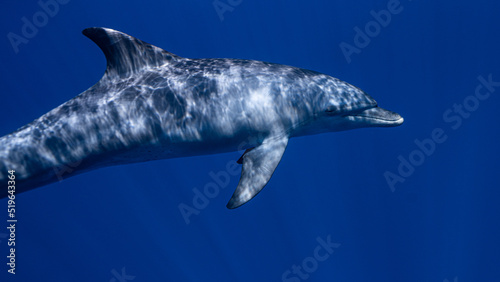 Common bottlenose dolphin, Red Sea, Egypt