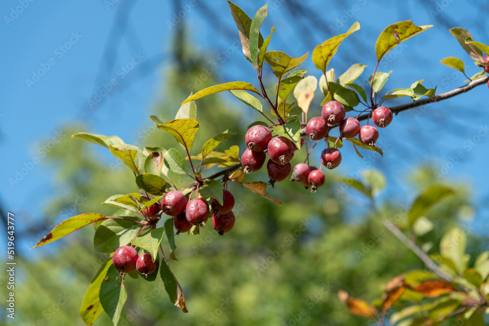 Hawthorn Apples Against A Blue Sky Hawthorn Apples Against A Blue Sky