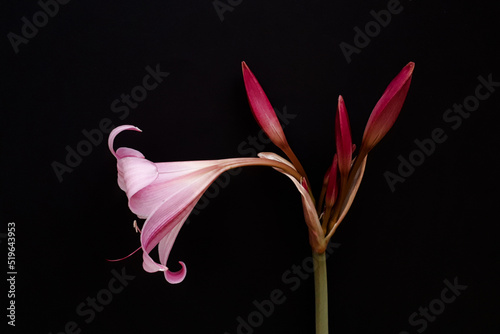 Pink Crinum Lily Flower and Buds on Black