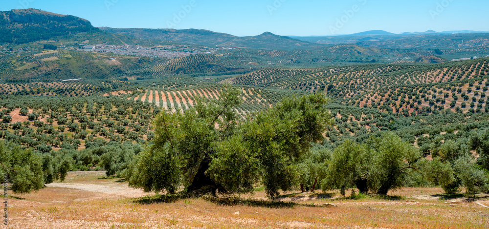 olive grove in Rute, Spain, web banner format