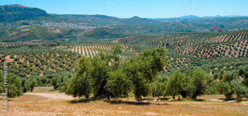 olive grove in Rute, Spain, web banner format