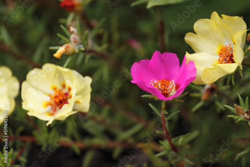 Pink and yellow flowers of Portulaca grandiflora plant, close-up