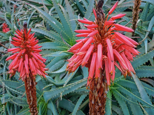 Aloe arborescens (candelabra aloe) is a species of flowering succulent perennial plant that belongs to the Aloe genus. This species has studied for possible medical uses. Montevideo, Uruguay, 2018
