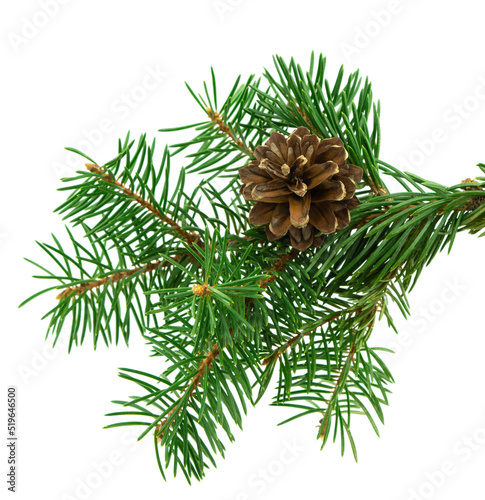 Spruce Christmas decor. Spruce with cones, isolated. Christmas winter composition. Forest. Nature. Alternative medicine.