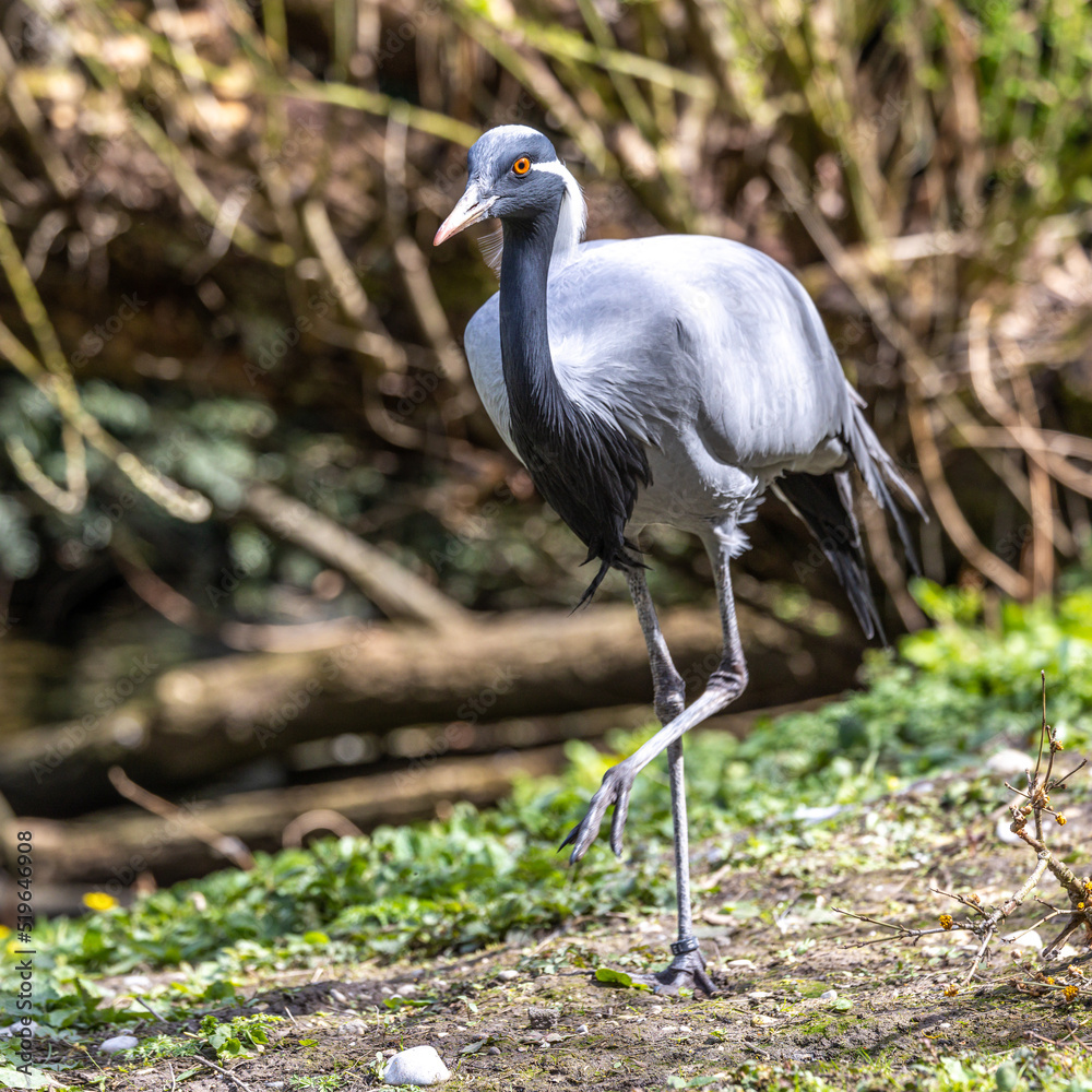 Fototapeta premium Demoiselle Crane, Anthropoides virgo are living in the bright green meadow during the day time