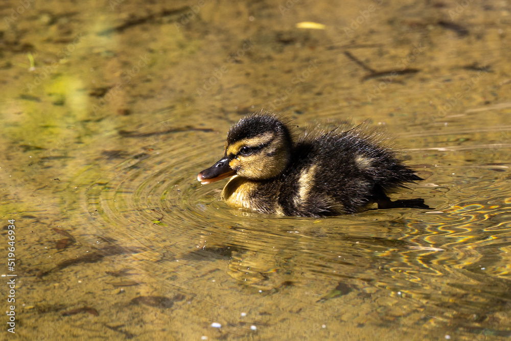 Wild duck or mallard, Anas platyrhynchos family with young goslings at a lake in Munich, Germany Wild duck or mallard, Anas platyrhynchos family with young goslings at a lake in Munich, Germany