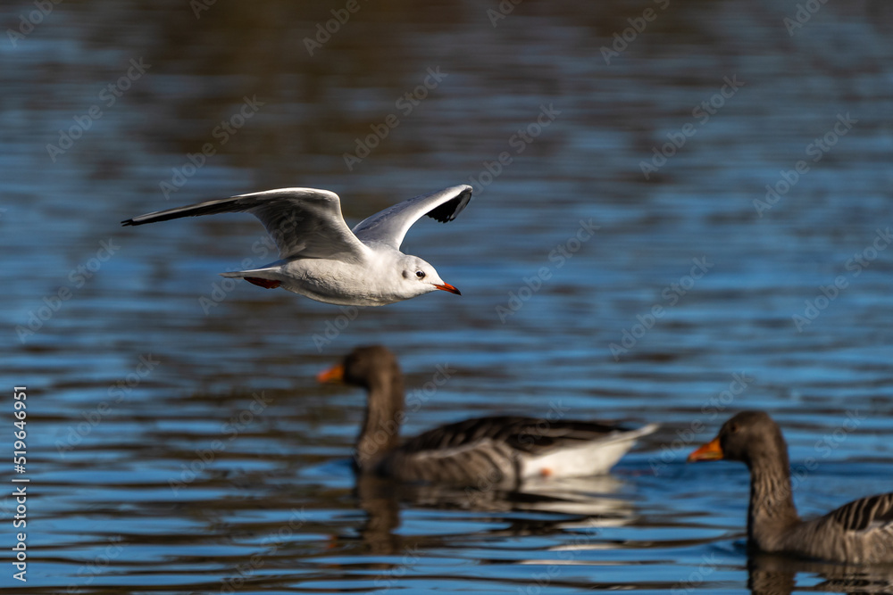 The European Herring Gull, Larus argentatus is a large gull The European Herring Gull, Larus argentatus is a large gull