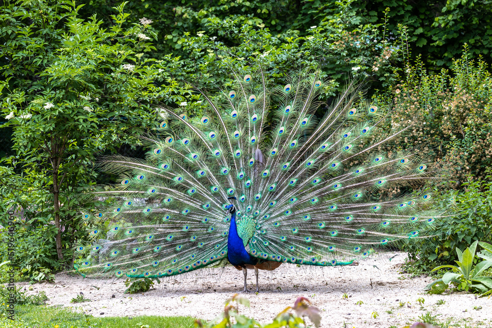 Obraz premium Indian Peacock or Blue Peacock, Pavo cristatus