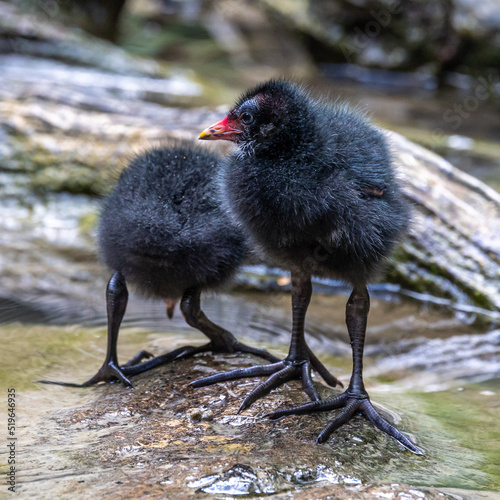 Foto Little Common moorhen baby, Gallinula chloropus also known as the waterhen
