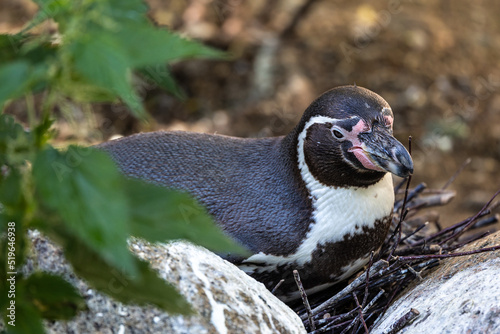 Humboldt Penguin  Spheniscus humboldti in a park