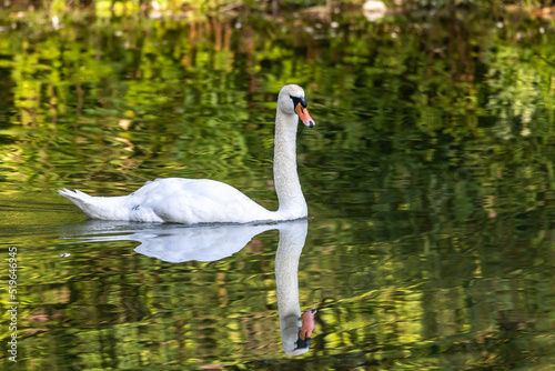 Mute swan  Cygnus olor swimming on a lake in Munich  Germany