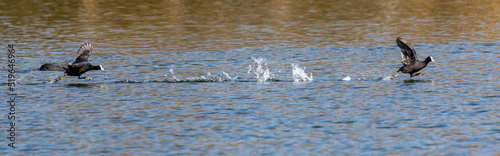 Canvastavla Eurasian coot, Fulica atra chasing each other by running across the water