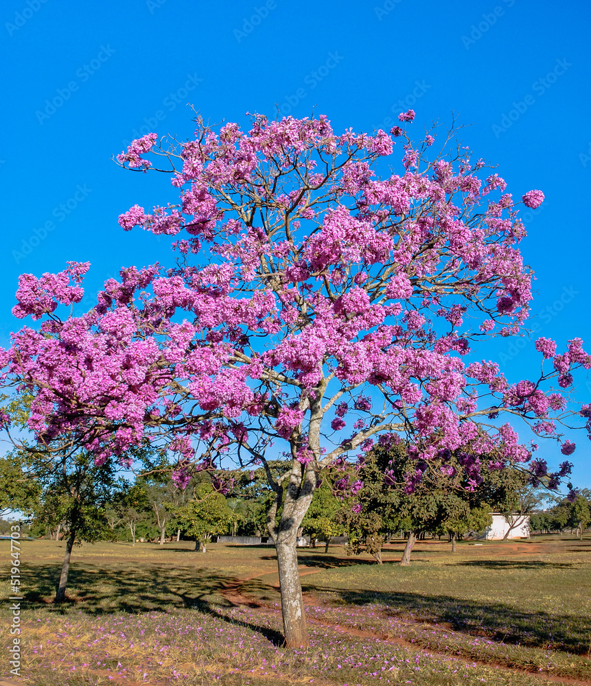Handroanthus impetiginosus, pink ipe, pink lapacho, or pink trumpet tree is a native Bignoniaceae tree of America, distributed from northern Mexico south to northern Argentina. Brasilia  May 2019.