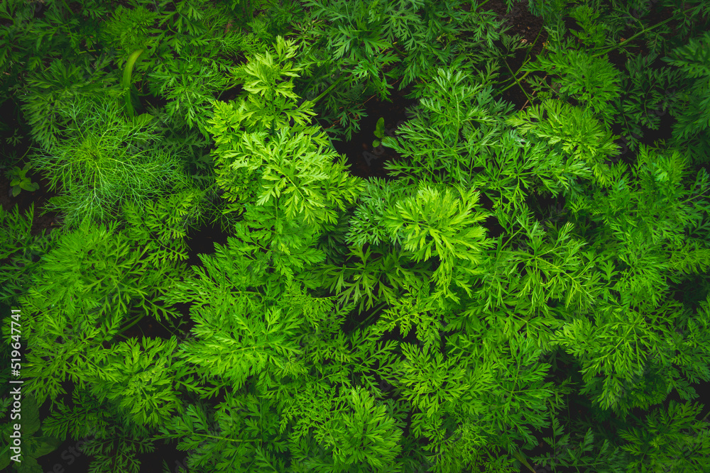 Background from green grass. Green leaves with water drops close up. Background from green grass. Green leaves with water drops close up.