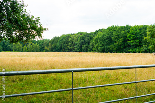 meadow with fence gate
